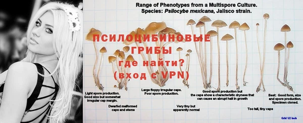 прущие грибы Сатка